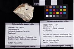 Foto (Objket + Etiketten) von Culmenformosa sp. 